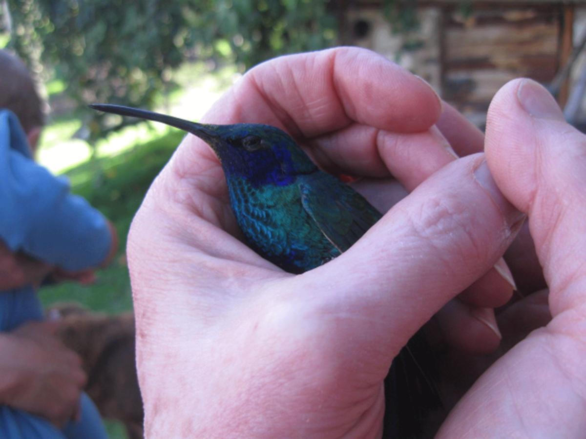 Jardin Colibri Rnt 33633 Villa Guatavita Værelse billede